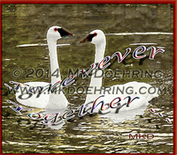 Forever Together With Watermark